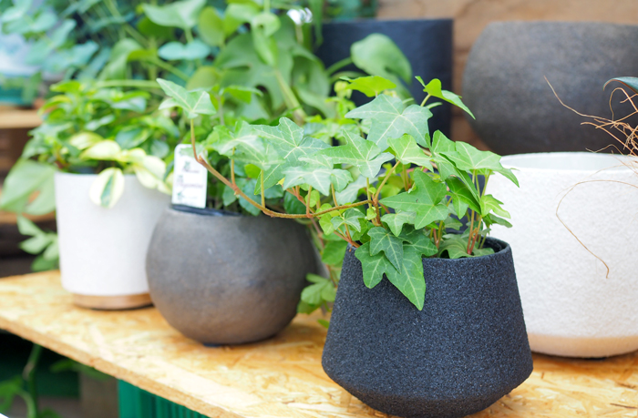 環境配慮型のエコ植木鉢たち