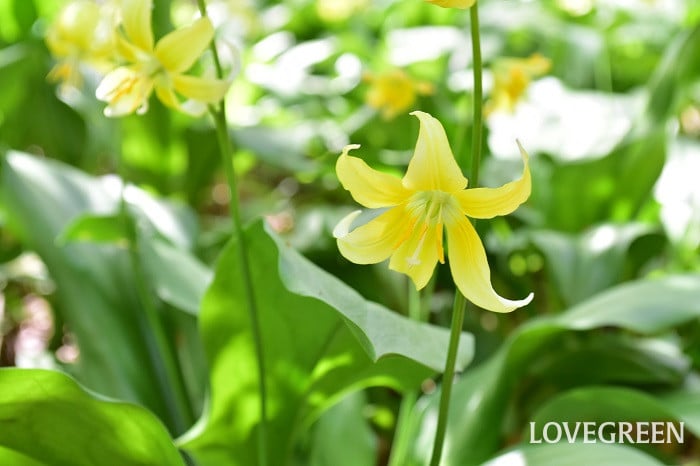 キバナカタクリ4 キバナカタクリ