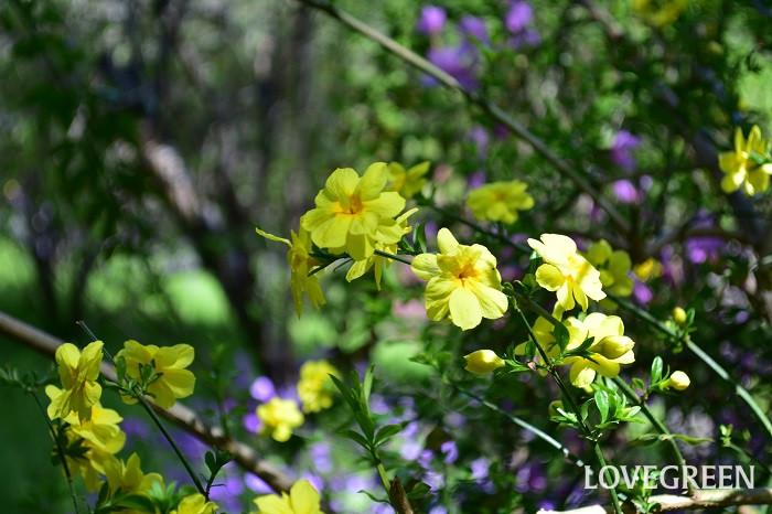 ウンナンオウバイ4 ウンナンオウバイ