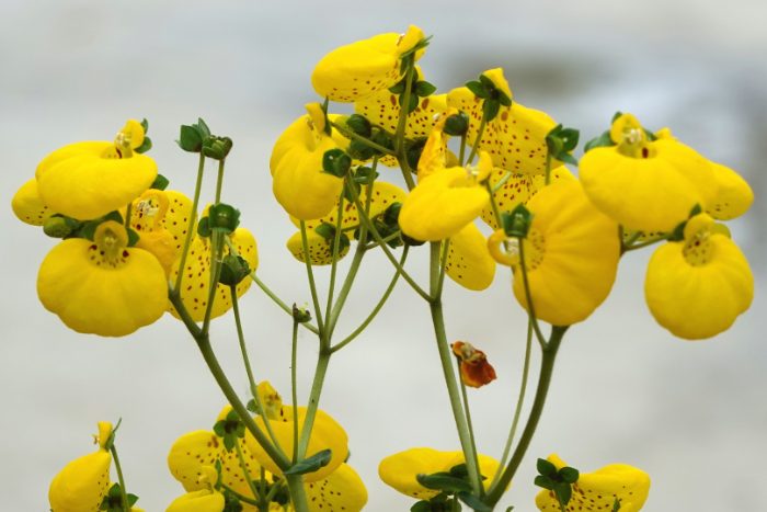 カルセオラリア canva