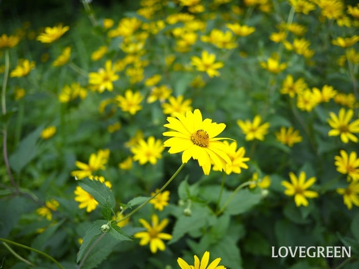 ヘリオプシス小 ヘリオプシス