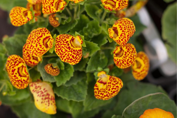 カルセオラリア canva