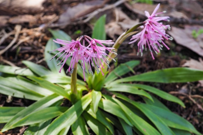 ショウジョウバカマHeloniopsis orientalis