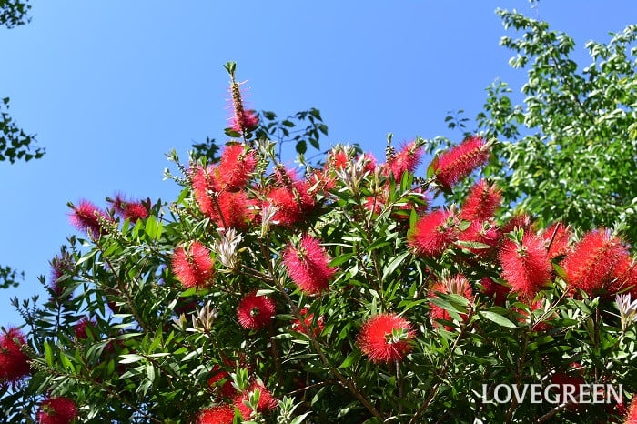 ブラシノキ5 ブラシノキ