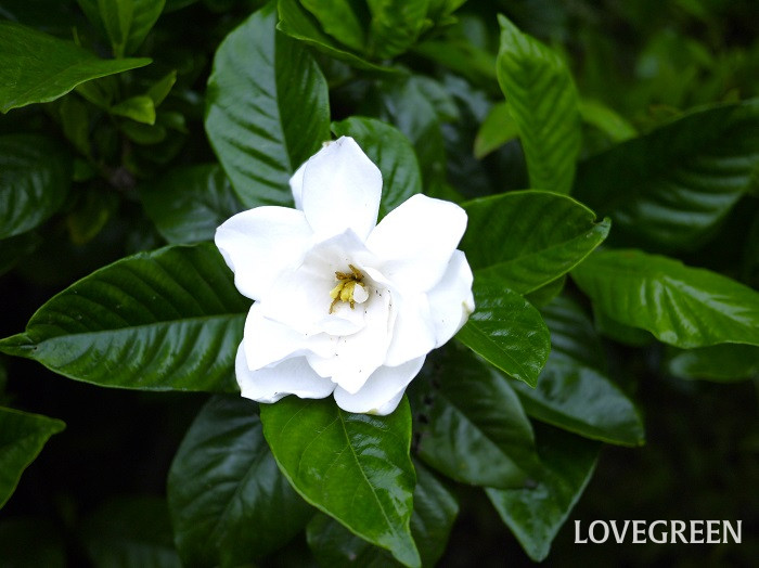 クチナシ小 クチナシ