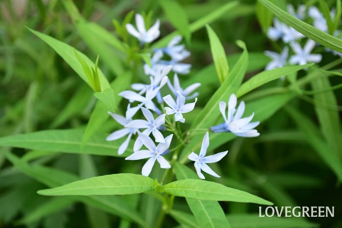 チョウジソウ3 チョウジソウ(丁字草)