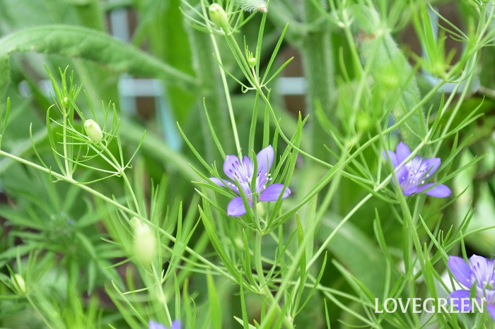 ニゲラブルースター1 ニゲラブルースター