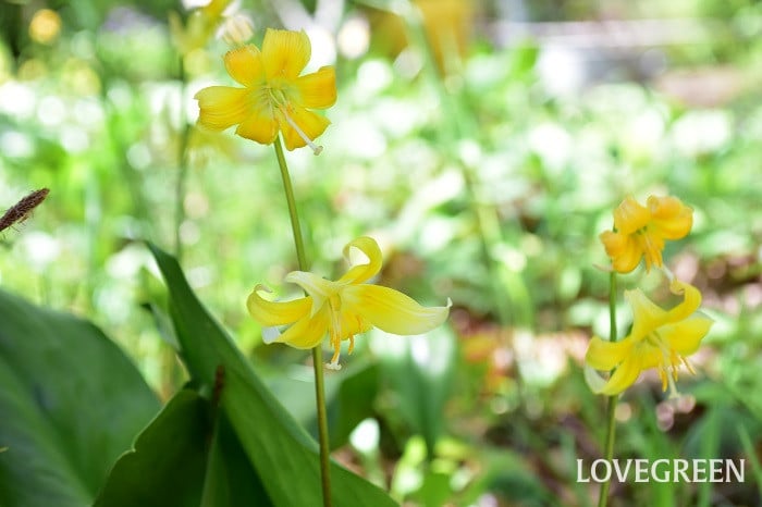 キバナカタクリ1 キバナカタクリ