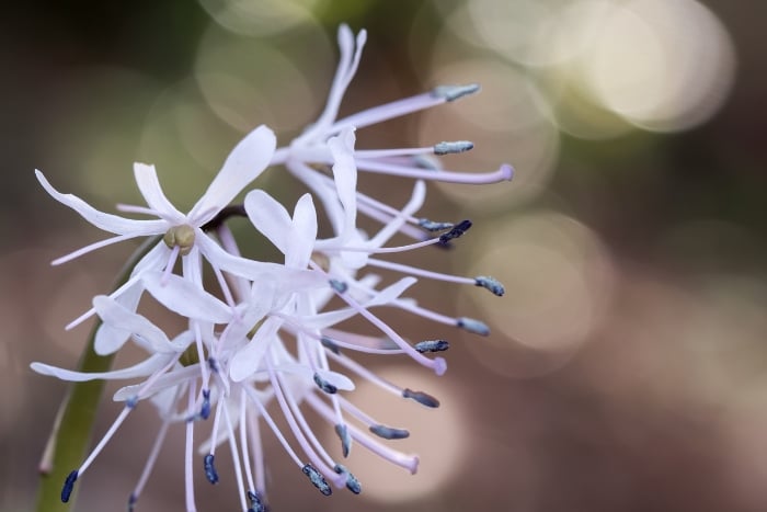 canva ショウジョウバカマHeloniopsis orientalis