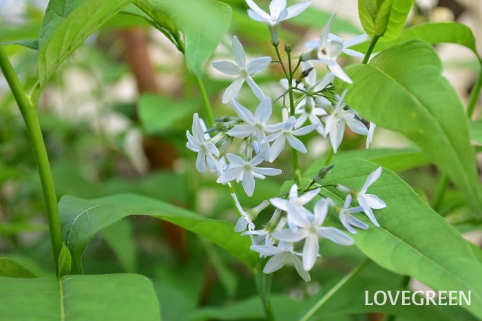 チョウジソウ4 チョウジソウ(丁字草)