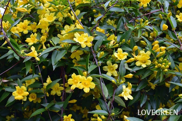 カロライナジャスミン カロライナジャスミン