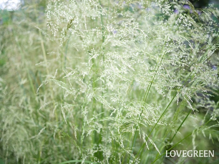 ディスカンプシア・セスピトーサ2小 ディスカンプシア・セスピトーサ