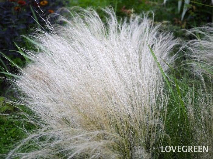 スティパ・エンジェルヘアー小 スティパ・テヌイッシマ