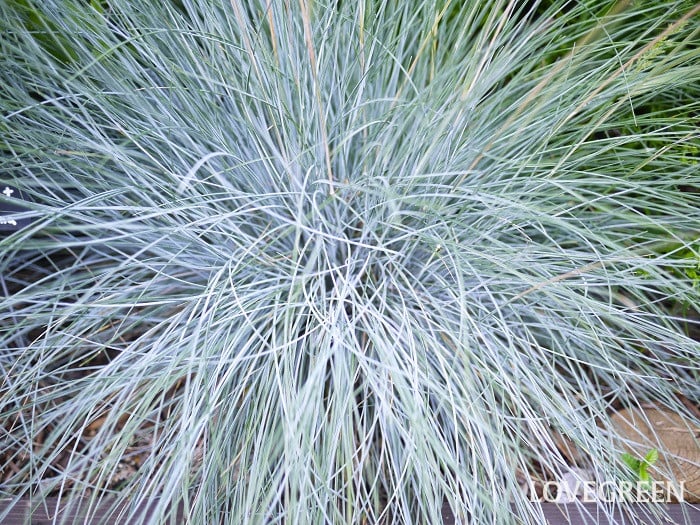 フェスツカ・グラウカ・フェスティーナ2小 フェスツカ・グラウカ・フェスティーナ