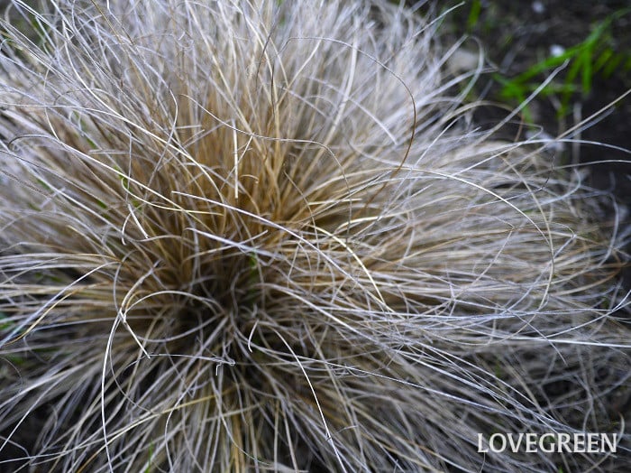 カレックス・コマンズ・ブロンズカール小 カレックス・ブロンズカール