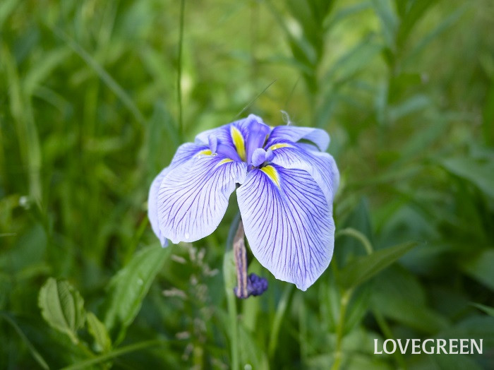 ハナショウブ小 ハナショウブ