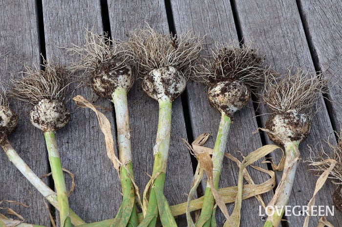 ニンニク にんにく 育て方 ニンニク にんにく 育て方 植え付け 水やり 追肥 摘蕾 収穫