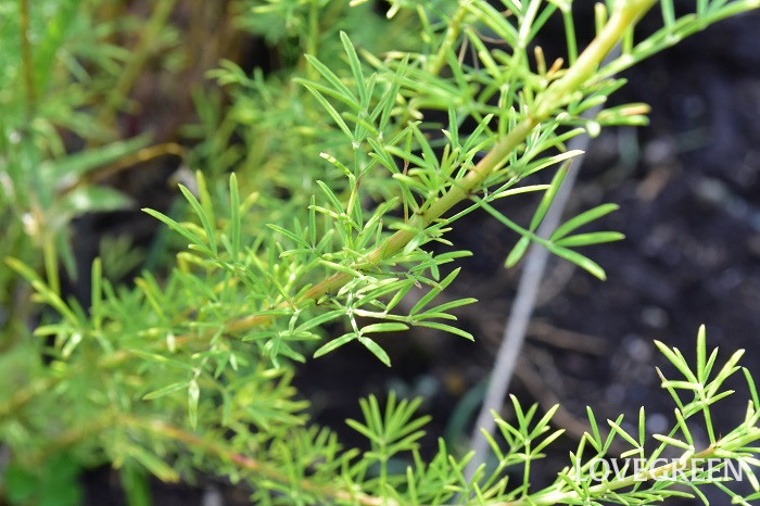 ペタロステマム・ステファニー2 ペタロステマム・ステファニー