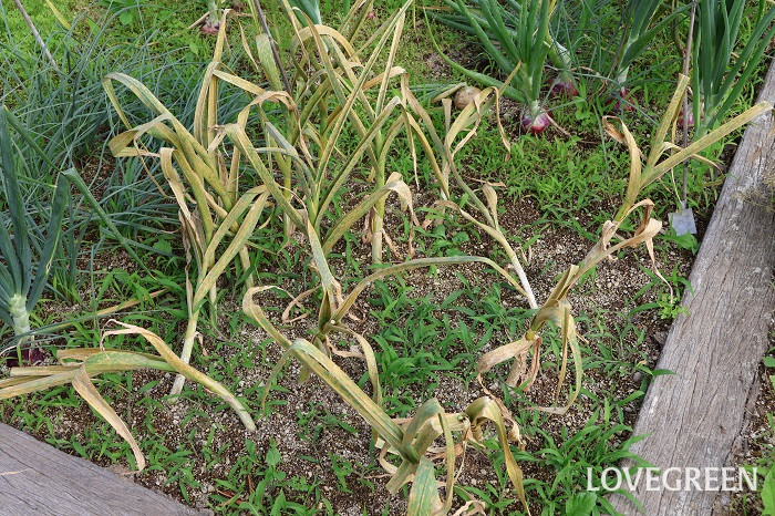 ニンニク　にんにく　育て方　植え付け　水やり　追肥　摘蕾　収穫