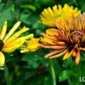 夏の花
