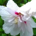 雨に強い花一覧