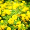 夏の日差しに強い花