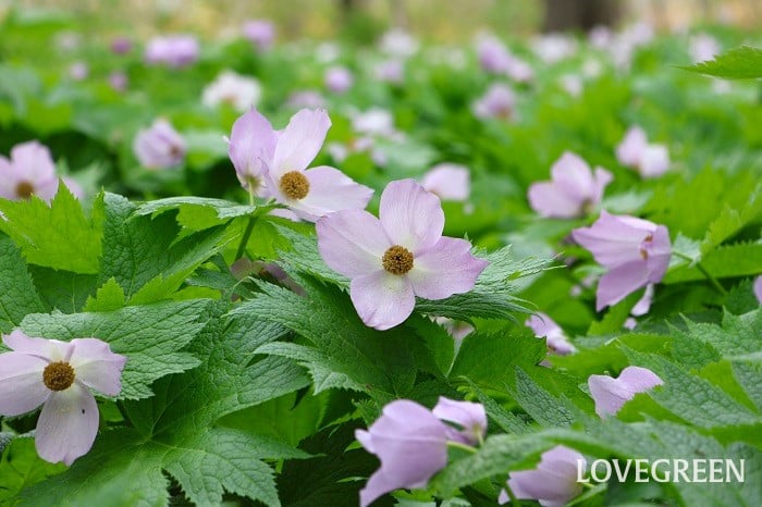 シラネアオイ シラネアオイ