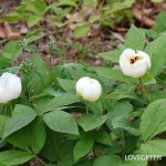 IMG_2053-150x150.jpg?v=1718348878