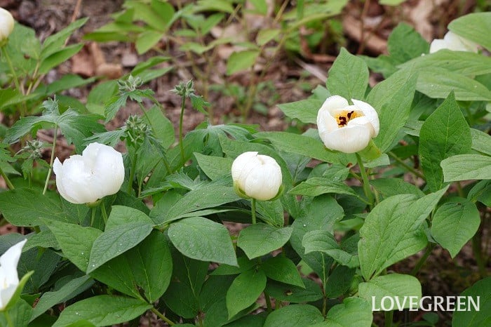ヤマシャクヤク ヤマシャクヤク