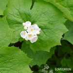 IMG_2070-150x150.jpg?v=1718348845