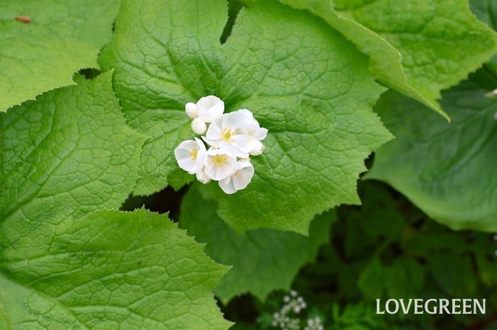 サンカヨウ サンカヨウ