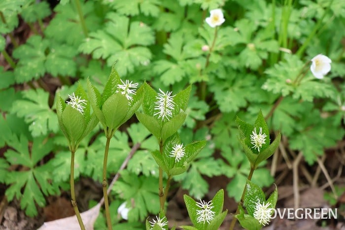 ヒトリシズカ ヒトリシズカ