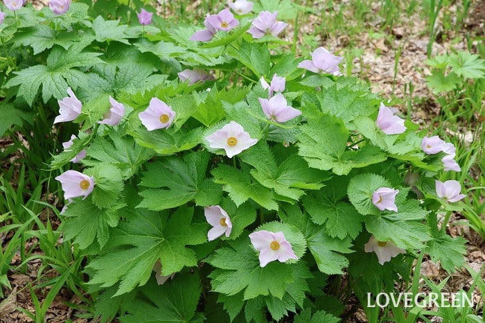 シラネアオイ シラネアオイ