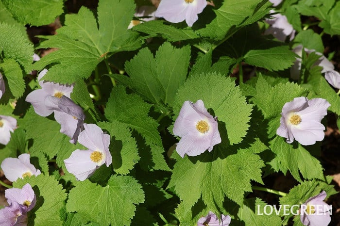 シラネアオイ シラネアオイ