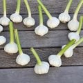 ニンニク にんにく 育て方 植え付け 水やり 追肥 摘蕾 収穫