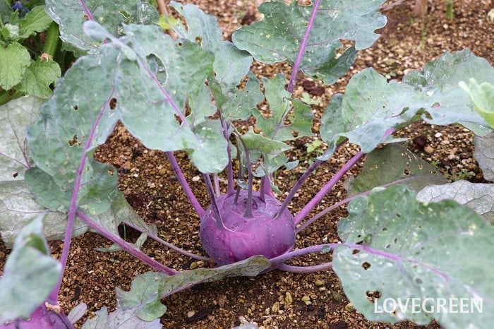 コールラビ コールラビ レシピ 調理方法 食べ方 栄養