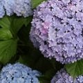 アジサイ てまりてまり 紫陽花