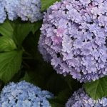 アジサイ てまりてまり 紫陽花