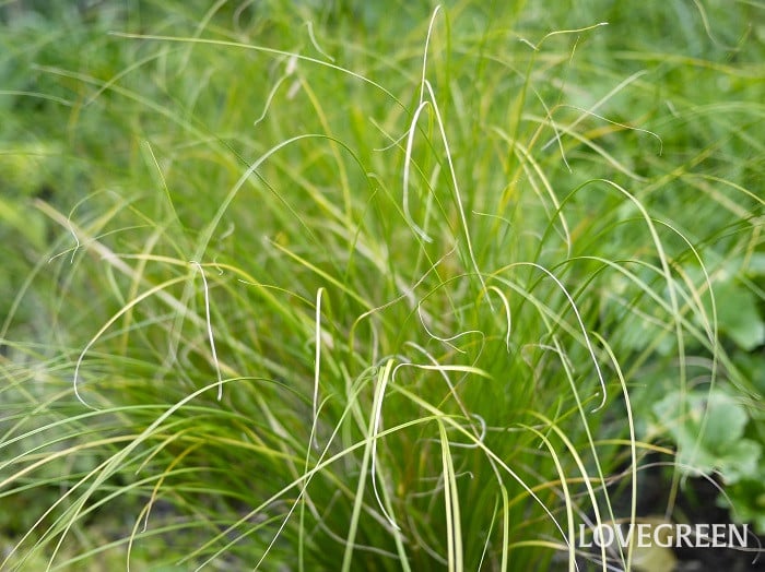 カレックス・フラゲリフェラ小 カレックス・フラゲリフェラ