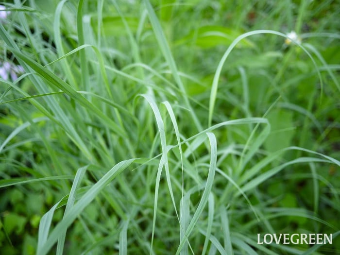 パニカム・ヴィルガツム小 パニカム・ヴィルガツム