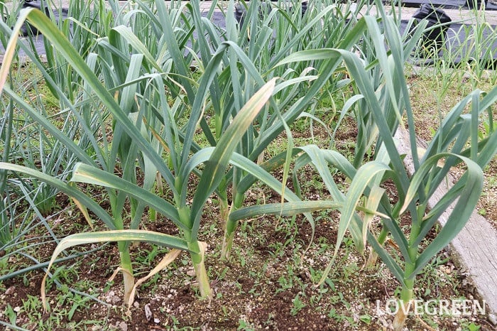 ニンニク にんにく 育て方 ニンニク にんにく 育て方 植え付け 水やり 追肥 摘蕾 収穫