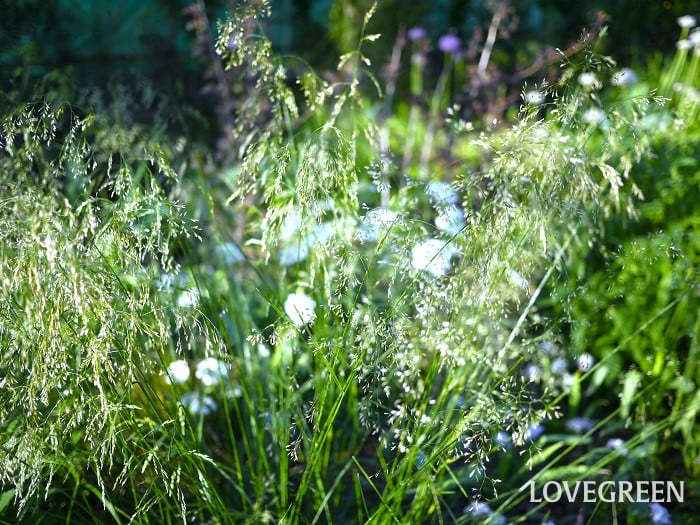 ディスカンプシア・セスピトーサ小 ガーデニングにおすすめのグラス類