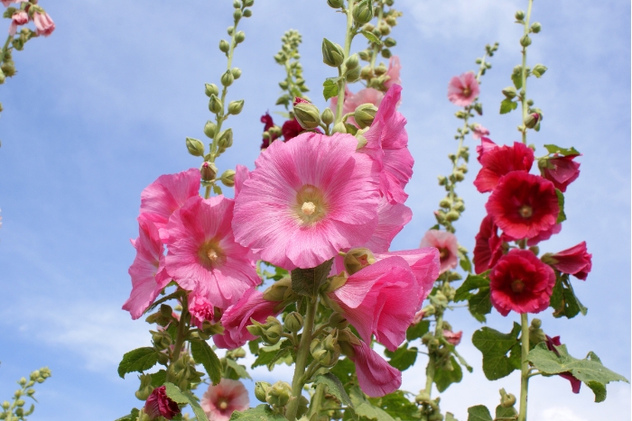 タチアオイ（ホリホック）の花言葉｜種類、花の特徴 | LOVEGREEN(ラブグリーン)