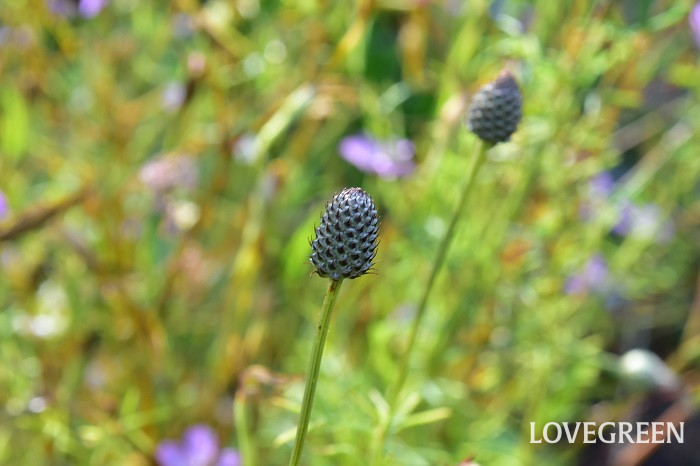 ペタロステマム・ステファニー ペタロステマム・ステファニー