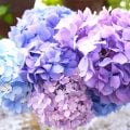 アジサイの切り花のおしゃれな生け方、飾り方