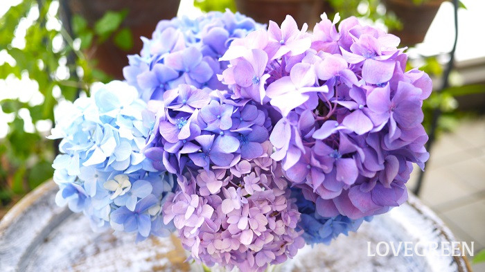 花屋が解説! 紫陽花の切り花のおしゃれな生け方、飾り方、長く楽しむ方法