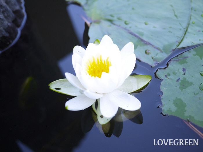 スイレン小 スイレン