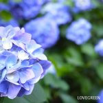 紫陽花の色の変化と仕組み