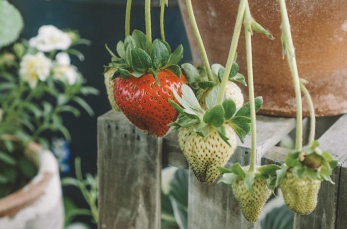 植物にチッソをもたらした男。その光と影