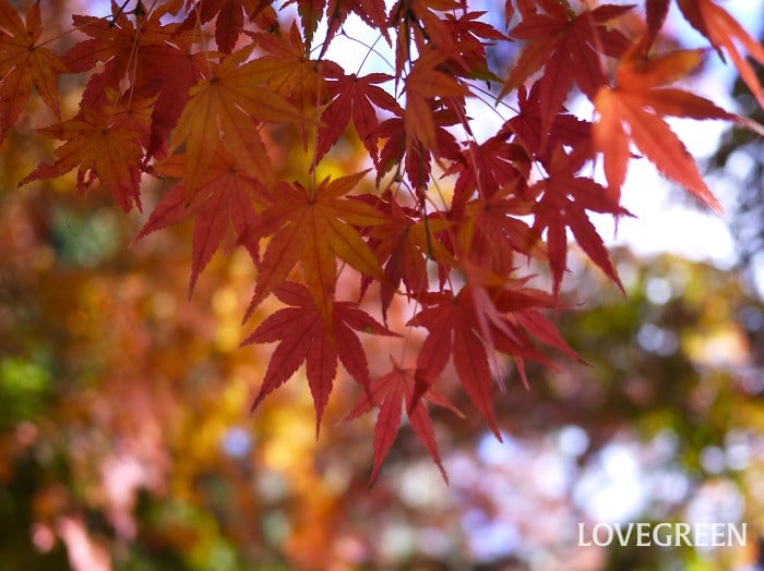 モミジ小 イロハモミジ